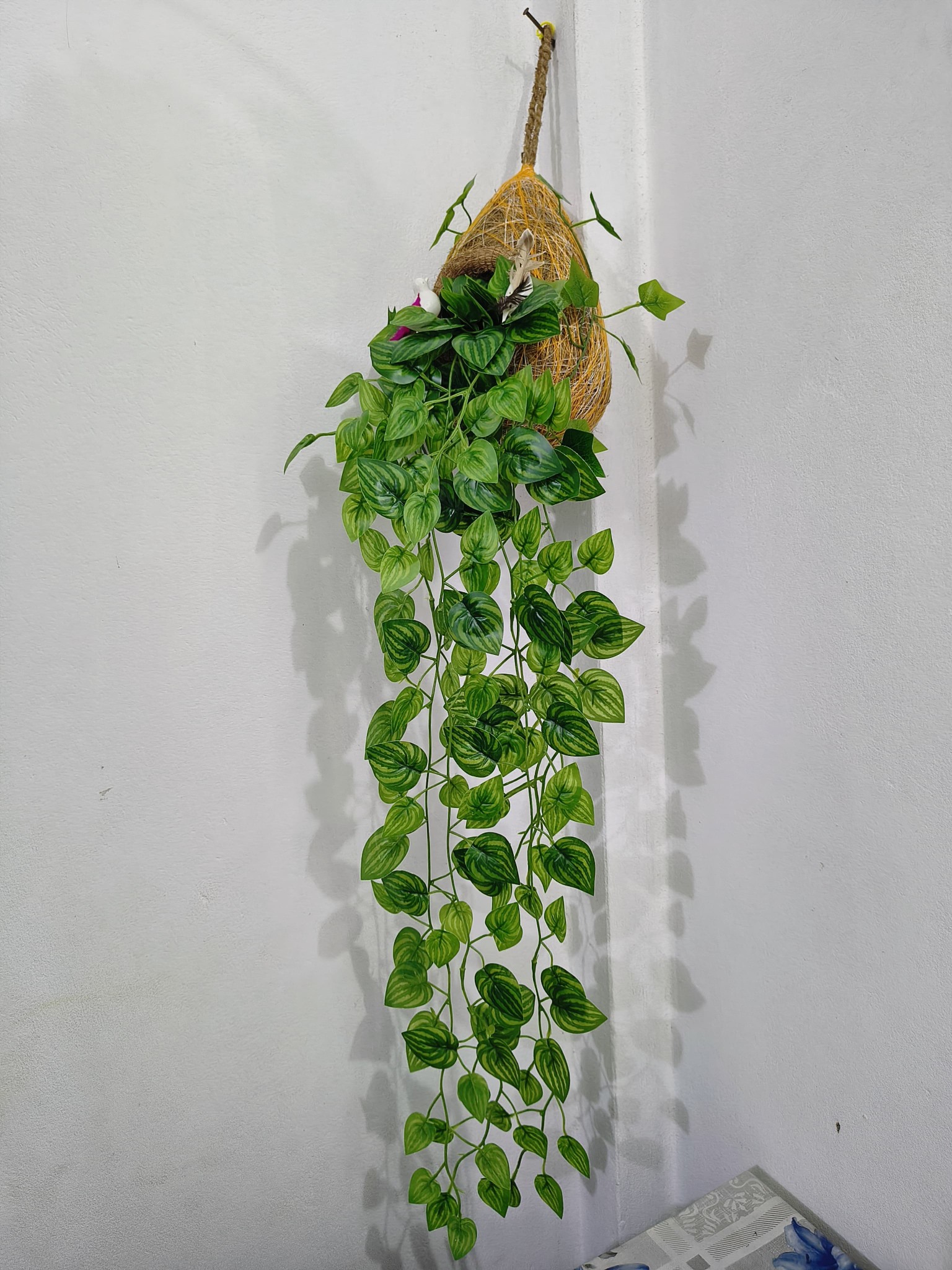 Babui Basha Money Plant (বাবুই বাসা উইথ মানি প্ল্যান্ট