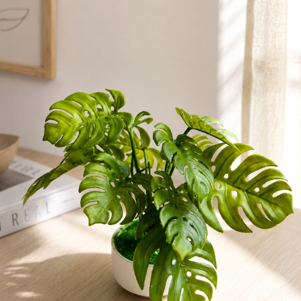 Monstera Plant - premium ceramic pot